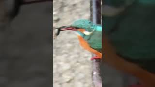 善福寺川のカワセミ #kingfisher #カワセミ #birds #nature #wildlife #スマホ動画 #tokyo