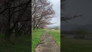 滋賀県長浜市高月町落川🌸