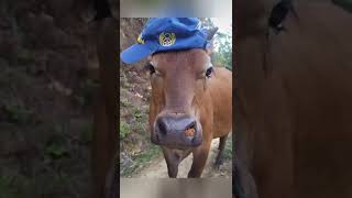 Best Funny Animal Videos of The 2022 Funniest Animals #shorts #viral