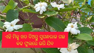 ସୁଗନ୍ଧାରଜ ଗଛ ରେ ଏମିତି କେଉଁ ଖତ ଦେଲିଯେ ଏତେ କଢ, ଫୁଲ ଫୁଟିଛି |