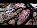 portland japanese garden　ポートランドの日本庭園