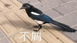 【喜鹊】久违的太阳 出来晒晒