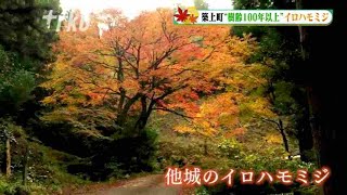 “樹齢１００年以上”イロハモミジ～紅葉シリーズその５　福岡・築上町