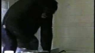 Kanzi in the Kitchen: Primates and Communication