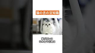 猫の舌の豆知識 part2 #shorts