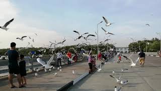 ดูนก ดูนกนางนวลที่สถานตากอากาศบางปู จังหวัดสมุทรปราการ