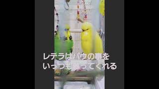 【ジャンボセキセイインコ】兄弟の距離感🍀 やっと縮まって来ました❣️ ジャンボセキセイ『ノーマル・ダブルファクターの同い年兄弟 』