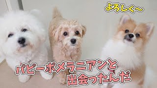 パピーポメラニアンと出会ったんだ　🐶ひみつきちなう！#2🐶  (ビションフリーゼ マルプー ポメラニアン チワワ マルチーズ) 2020年10月3日