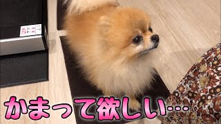 [ポメラニアン犬]かまって欲しい、かまってちゃんのノモちゃん