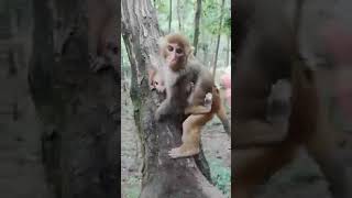 48 ASMR Golden Lovely Funny Monkeys #Short  50