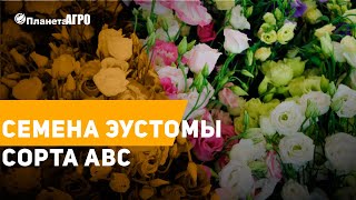 🌾 Семена Эустомы сорта АВС | купить семена, как ухаживать 🌺 Советы за уходом от Планета Агро