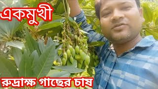 এক মুখী রুদ্রাক্ষ ও মিসরিয়ন ডুমোর