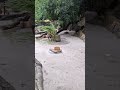 Capybara at The Lost World Of Tambun Petting Zoo