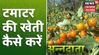 Annadata।Tomato Farming। जानिए टमाटर की खेती के बारे में सफल किसान का अनुभव