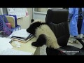 What will happen when a panda cub comes to your office?