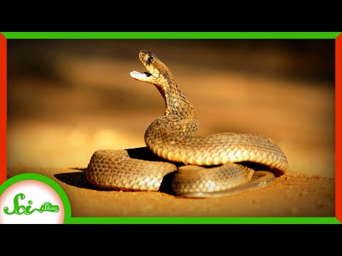 What do you do when a snake spits in your eyes?