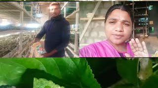 మా పట్టు పురుగులు పెంపకం చూడం రండి||silk worms farming||dasara holidaysvlog2@knowledgetransfersclub