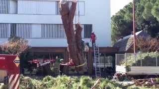 Abbattimento Controllato Alberi in Tree Climbing con Gru