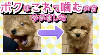 【子犬のしつけ】子犬のひどい甘噛みがなおっちゃいました