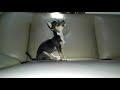 Chihuahua Training at 12 Week Old