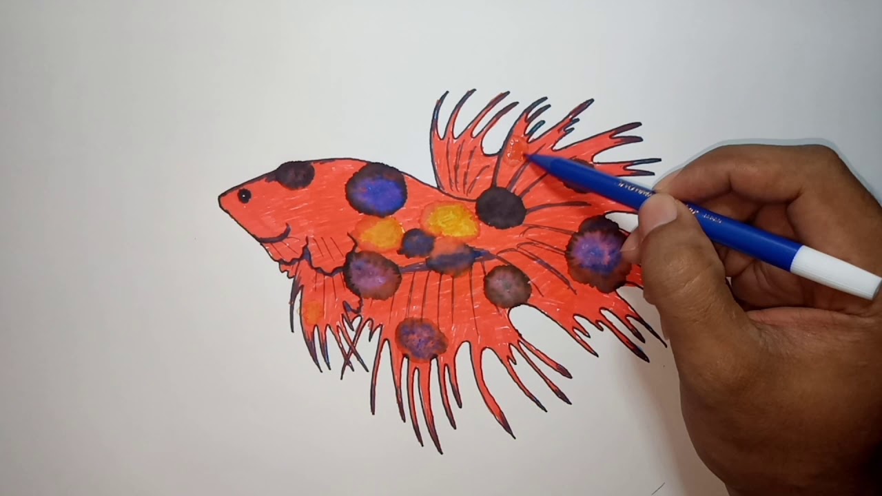 Menggambar Ikan Cupang Bagian # 2 || Gambar Ikan Cupang || Gambar Ikan ...