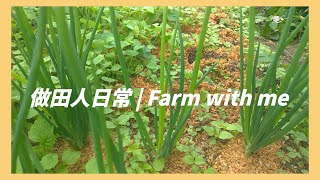 做田人日常 | 採收珠蔥 | Farm with me