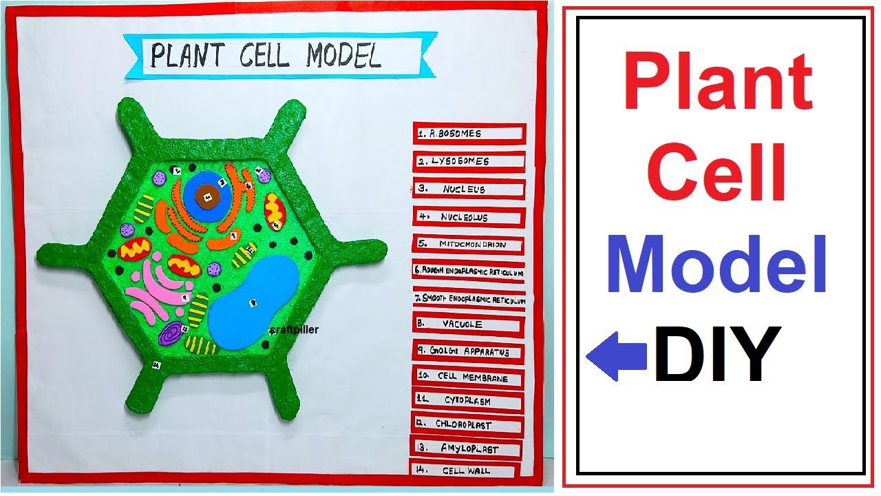 Plant Cell Model Making - Simple And Easy Science Project For ...