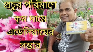 adenium flower planned \u0026 garden//এডেনিয়াম গাছ এবং নার্সারি//অ্যাডেনিয়াম গাছ কোথায় কম দামে পাবেন