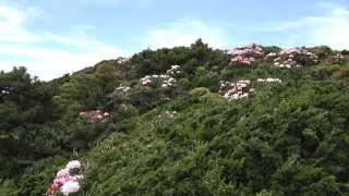 [4K]Yakushima-Shakunage(Rhododendron)