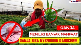 10 MANFAAT GANJA BAGI KESEHATAN