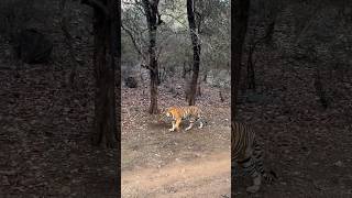 Tiger Spotted in Ranthambore RJ