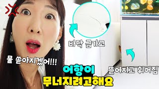 금가고 뜯어지고 휘어진 어항!! 온 집안 물난리 위기! 어항 무너지면 어떡하죠? 가족 일상 브이로그 vlogㅣ토깽이네