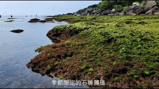 麟山鼻 岬角   石滬 石蓴藻礁  抹茶海岸  地質景觀生態步道 石門