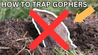 How to Trap Gophers (Most DETAILED video on YouTube)