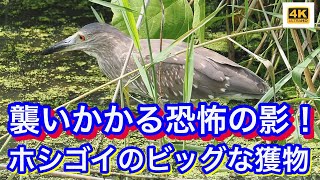 ホシゴイ（ゴイサギの幼鳥）に襲いかかる恐怖の影の正体は！？ピンチの後にはチャンスあり！