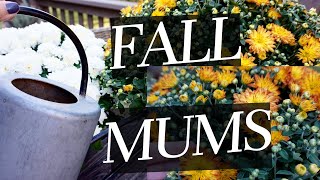 🍂 HOW TO CARE FOR FALL MUMS 🍂 Tips on when to buy, mum selection \u0026 watering needs