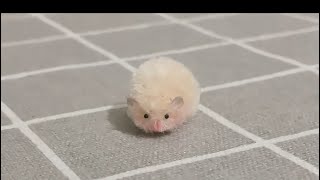 Make Your Own Toys from Scratch - Easy Pipe Cleaner Crafts Animals  Hamster Creations. Original DIY