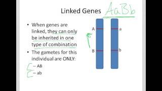 Basics of Linked Genes