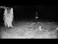 coyotes charge in skunk sprays to defend