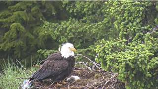 6/12/2021~Glacier Gardens Eagle Cam~Mmmm,Tasty Talons..Mine, Not So Much.🤣