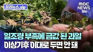 꼬리뉴스.zip | 일조량 부족에 과일값 금값 된 지 오래...이상기후 이대로 뒀다가 과일 못 먹을지도 | 뉴스모음집