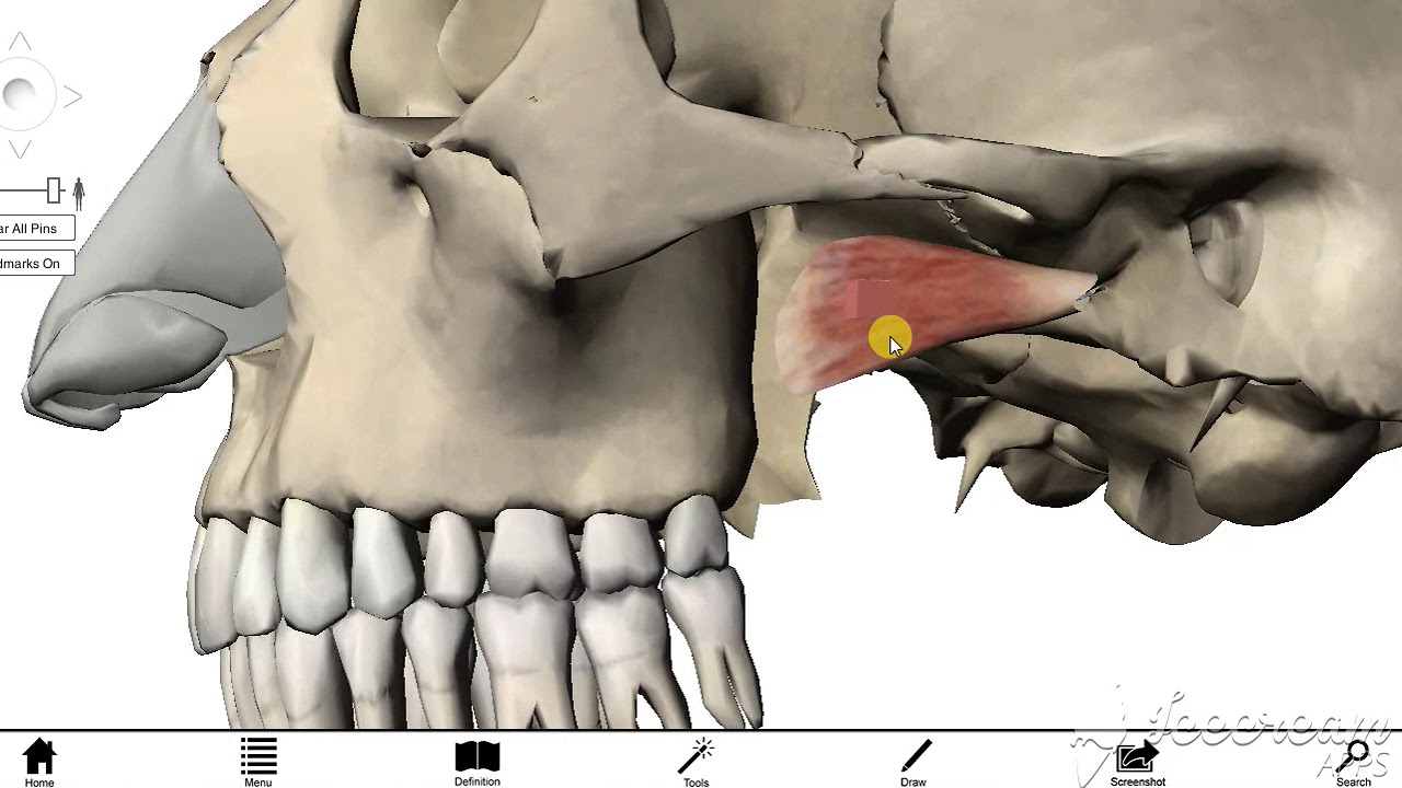 Lateral Pterygoid Muscle 3 - YouTube