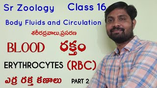 Erythrocytes or (RBC) Red blood cells |ఎర్ర రక్త కణాలు | Class 16