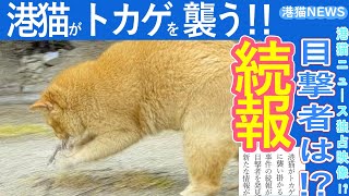 港猫ニュース「猫がトカゲを襲う事件の続報！？目撃者はまさかの！！」