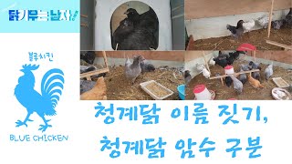 뒷뜰 닭장에 청계닭 이름 짓기?(암수 구분)