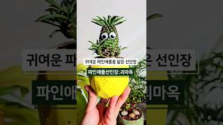 작은파인애플을 닮은 선인장! 괴마옥 🌿