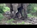 Kumbura & Limpopo look after baby elephant, Khanyisa in one full and delicious mud bath!