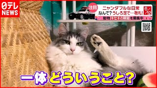 【投稿動画】猫のオモシロ動画３連発！『every.特集』