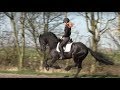 Friesian Horse Apollo A Three Year Old Stallion.  Fast Gallop