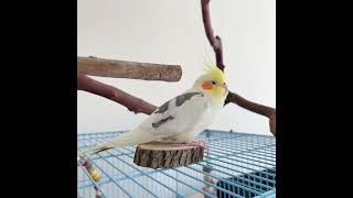 午後小歇 #cockatiel #玄鳳鸚鵡